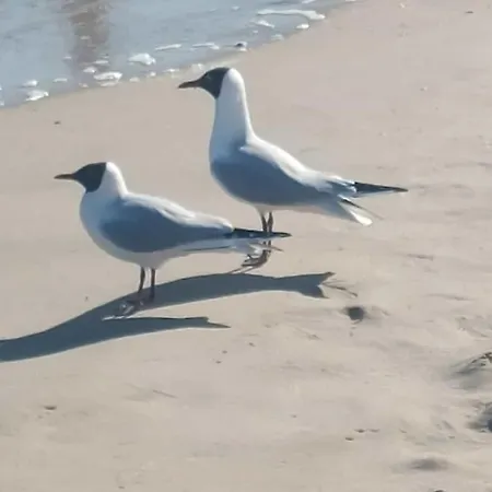 Apartamento Ostseewind - In Der Strandstrasse-führt Zur Seebrücke *