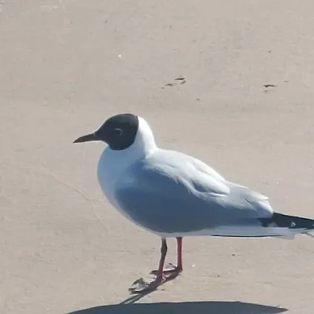 아파트 Ostseewind - In Der Strandstrasse-fuehrt Zur Seebruecke